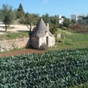 image of curious conical roof